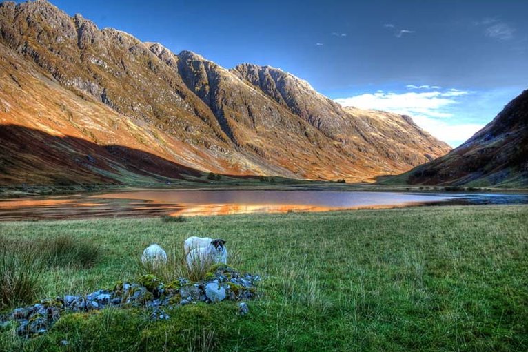 sheep_in_glencoe.jpg